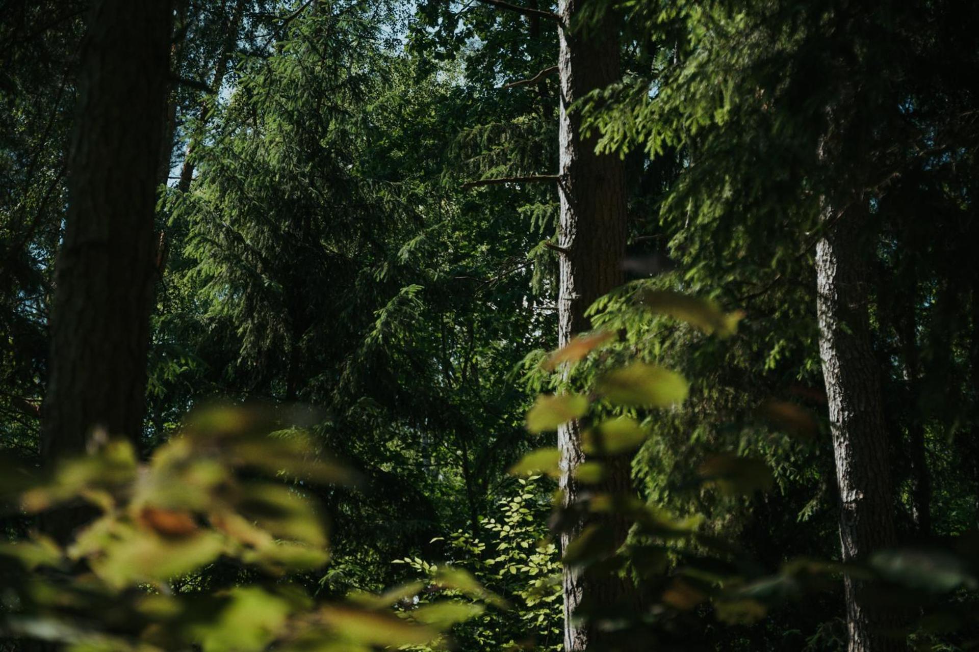 Forest Cabin - 50Min Od Warszawy Wola Polska Exterior foto